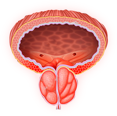 Prostate anatomy illustration